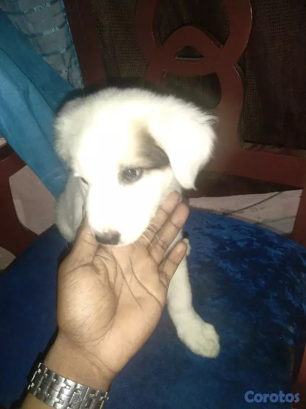 animales y mascotas - Vendo a mi bebe una pastor maremmano 2