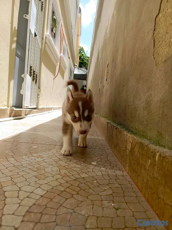 animales y mascotas - husky Siberiano  11