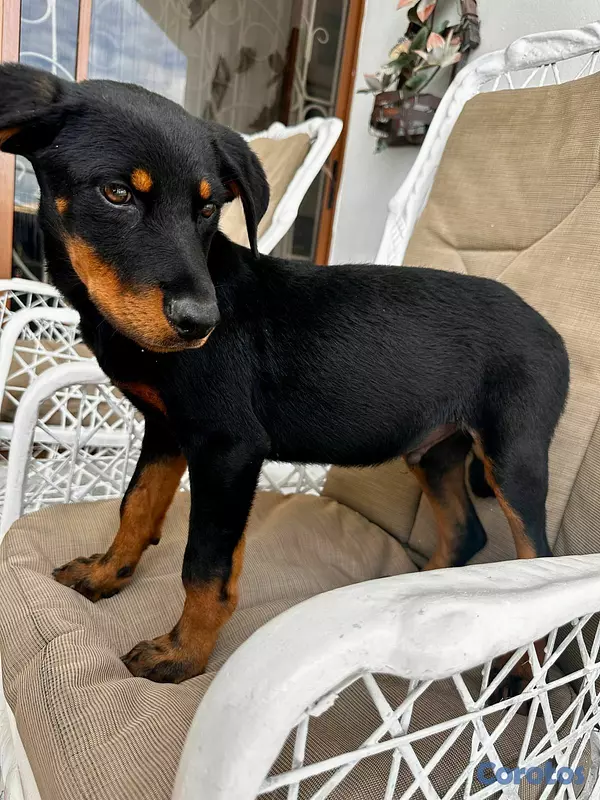 animales y mascotas - Perros Roteweiller 6