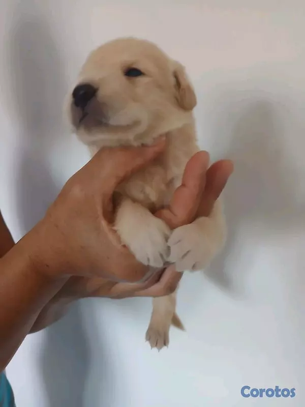 animales y mascotas - Golden Retriever crucé Pastor suizo hermoso traviesos y juguetones 3