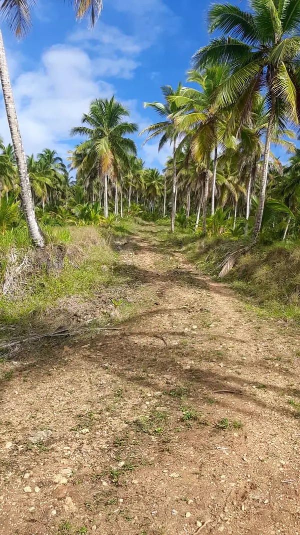 solares y terrenos - finca de coco en venta en nagua  2
