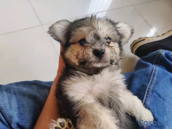 animales y mascotas - hermosa cachorra shihpoo, shih poo, poodle, peluche 4