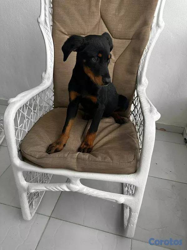 animales y mascotas - Perros Roteweiller 4