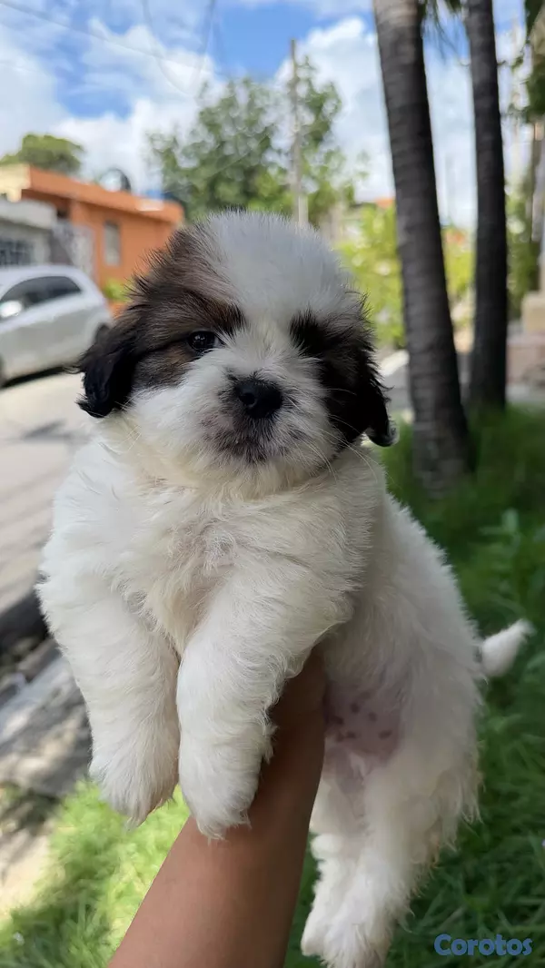 animales y mascotas - shipoo macho 3