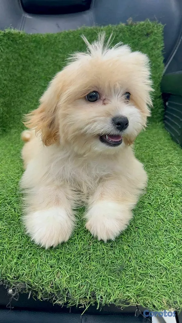 animales y mascotas - hermosos cachorritos de shipoo toy ambos sexo  4