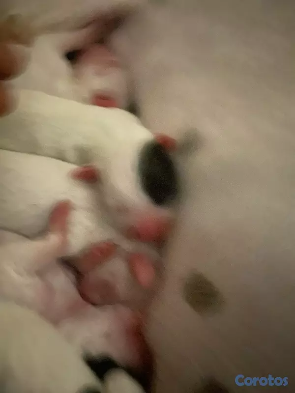animales y mascotas - Dogo argentino disponible interesado escribir  4