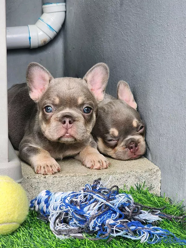 animales y mascotas - hermosos Cachorros buldog frances ambos sexo  10