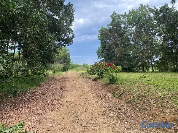 solares y terrenos - En Venta Finca Agricola y Ganadera en Carretera Bayaguana Guerra 6
