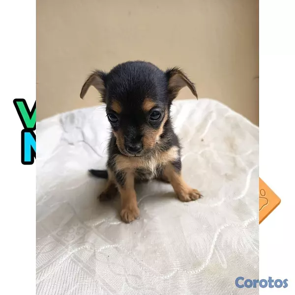 animales y mascotas - Chihuahuas Cabeza de Venado  5