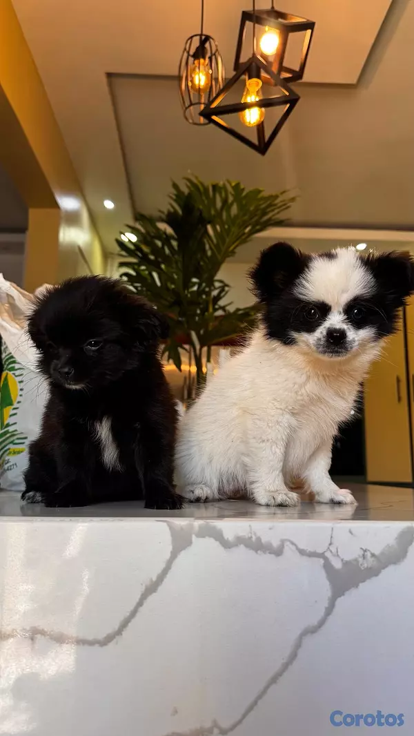 animales y mascotas - shiranias cachorros  2