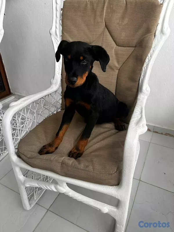 animales y mascotas - Perros Roteweiller 7