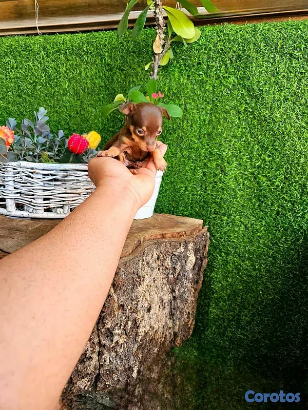 animales y mascotas - Hermosos cachorritos de chihuahua  8