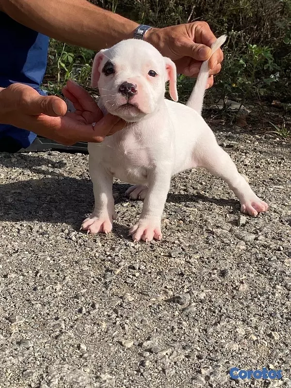 animales y mascotas - Pitbull 6