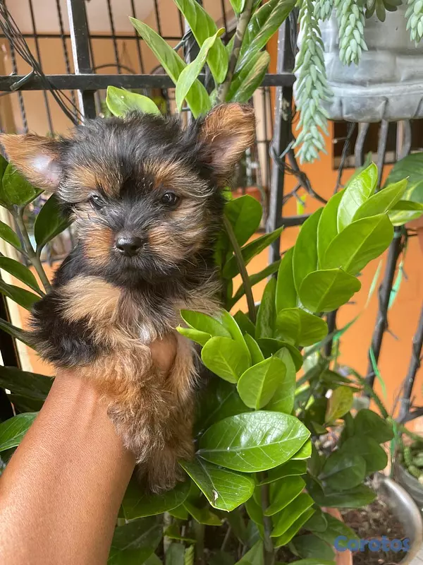animales y mascotas - Yorkie Macho  10
