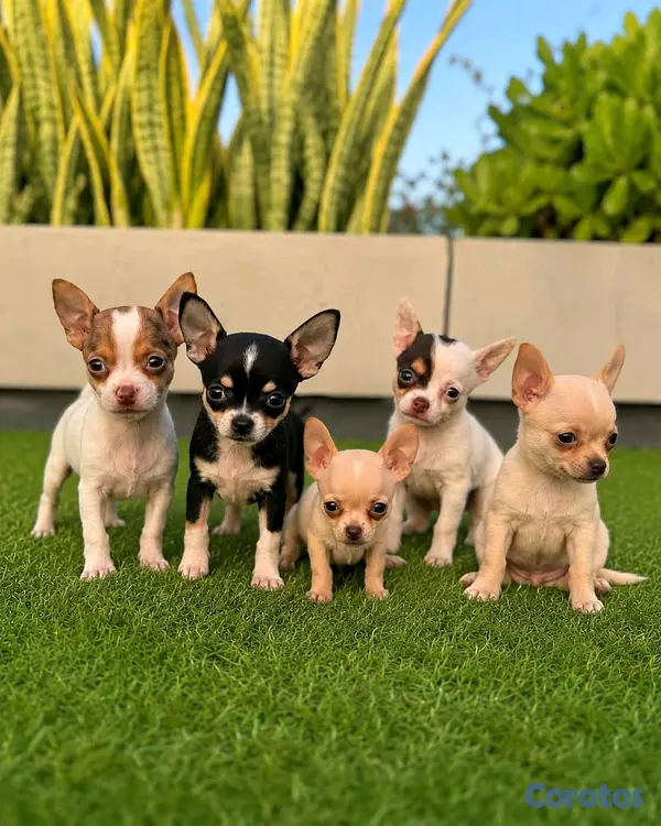 animales y mascotas - hermosos cachorritos chihuahua mini real  2