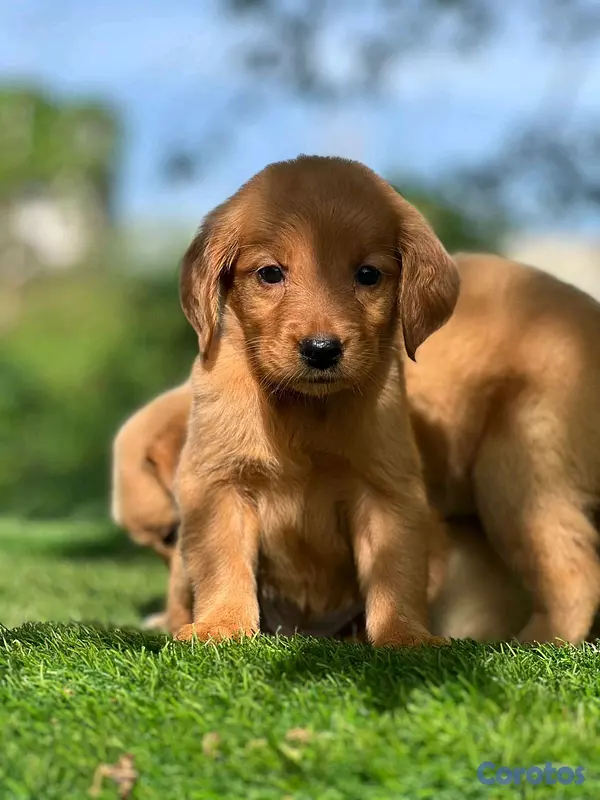 animales y mascotas - hermosos Cachorros golden retriever  5