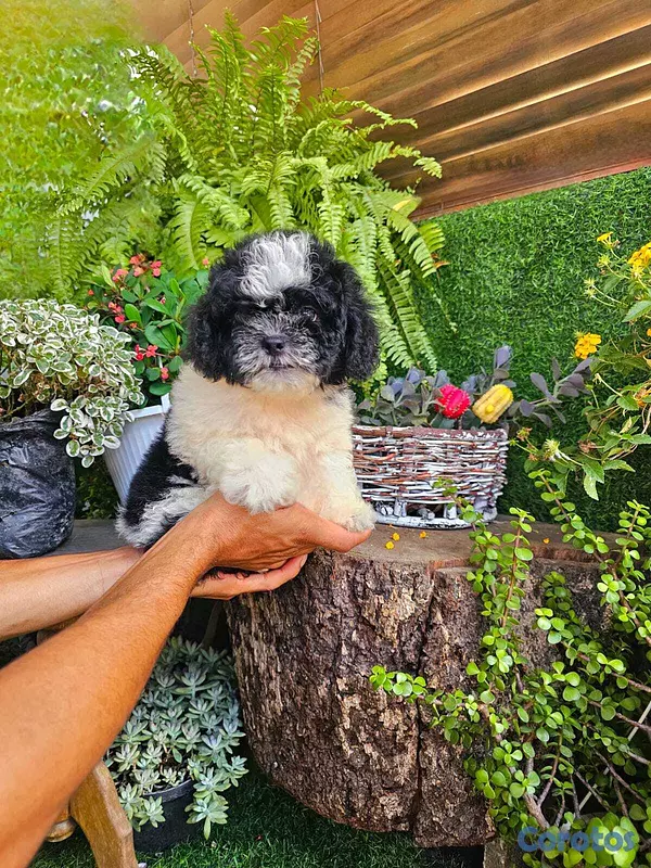 animales y mascotas - Shipoo 2