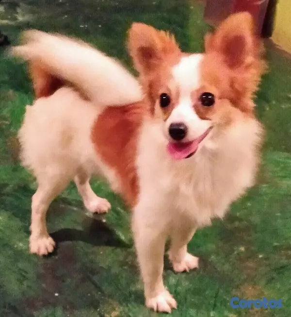 animales y mascotas - Mix mariposa con pomerania  2