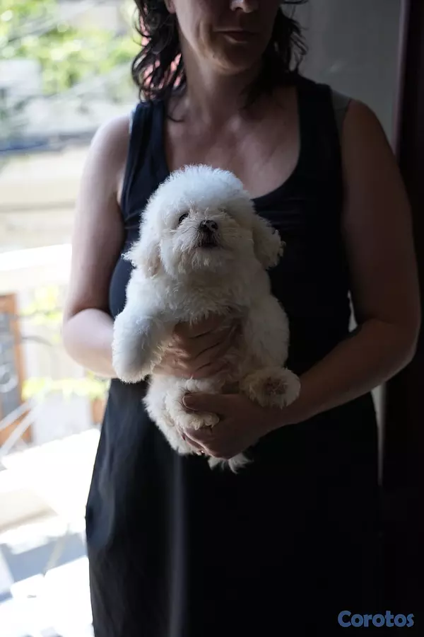 animales y mascotas - Maltipoo Disponible 2