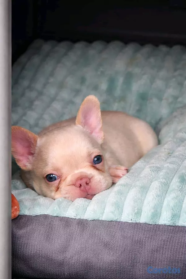 animales y mascotas - hermosos Cachorros buldog frances ambos sexo  12