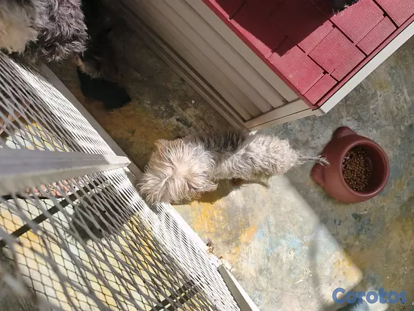 animales y mascotas -  yorkie mix 6