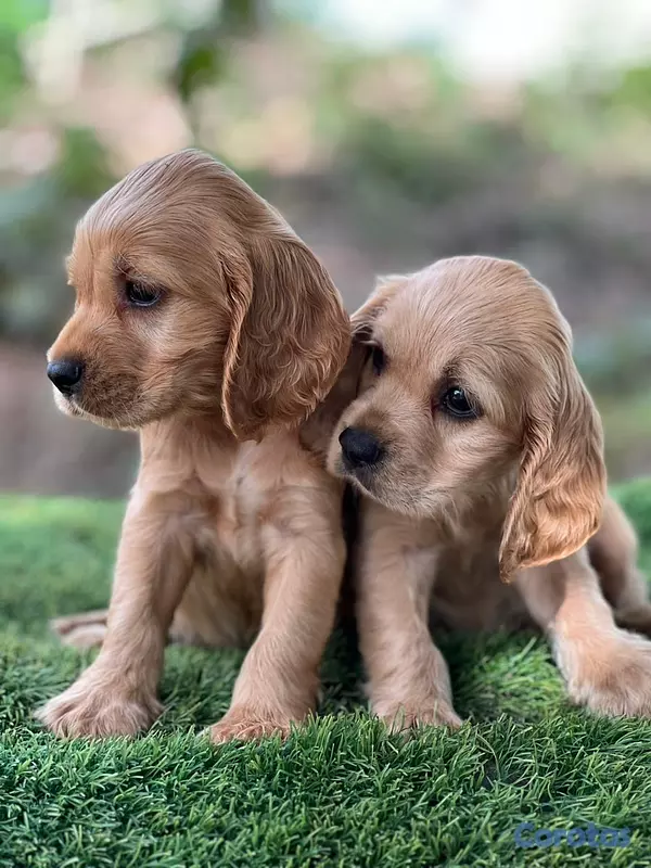 animales y mascotas - Cocker spaniel 3