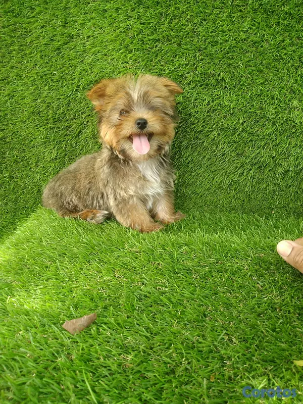animales y mascotas - Cachorro yorkipoo macho  5