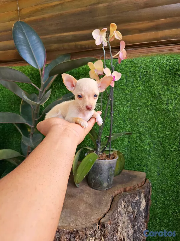 animales y mascotas - chihuahua mini pequeñitos 100% 3