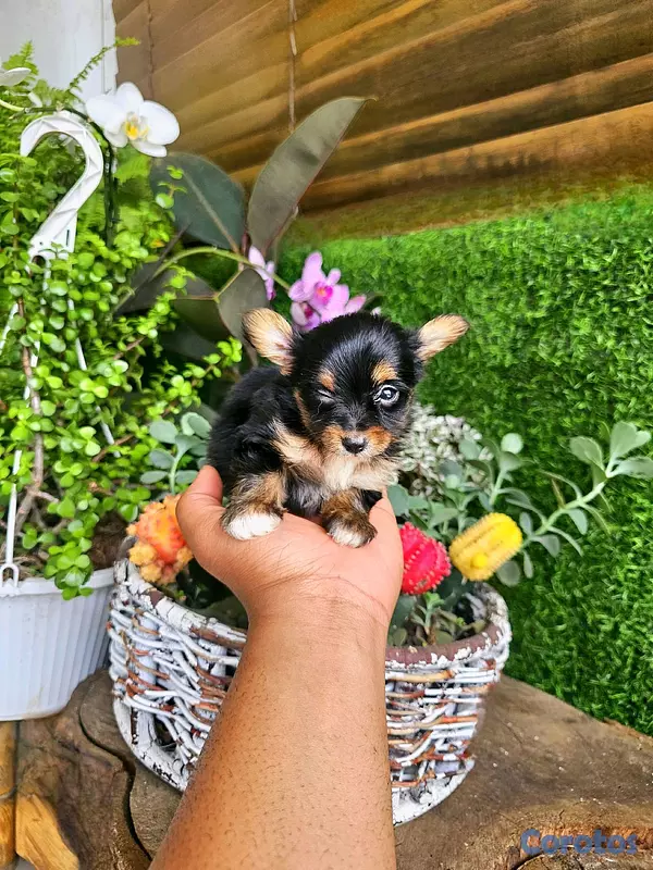 animales y mascotas - yorki con mariposa pequeñitos  2