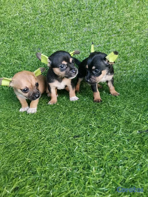 animales y mascotas - hermosos cachorritos de Chihuahua  3