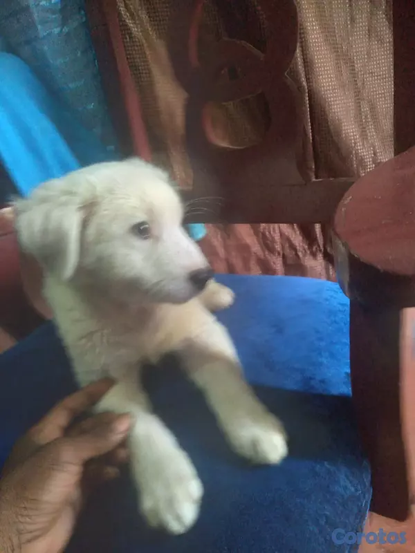 animales y mascotas - Vendo a mi bebe una pastor maremmano 5