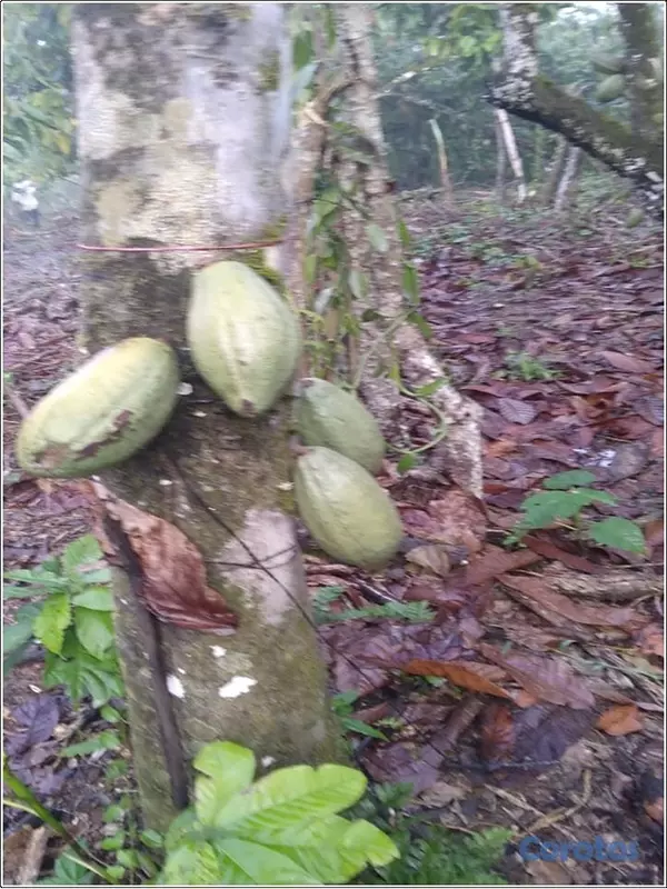 solares y terrenos - ULTIMA REBAJA en Finca de CACAO en PRODUCCION, 112 3