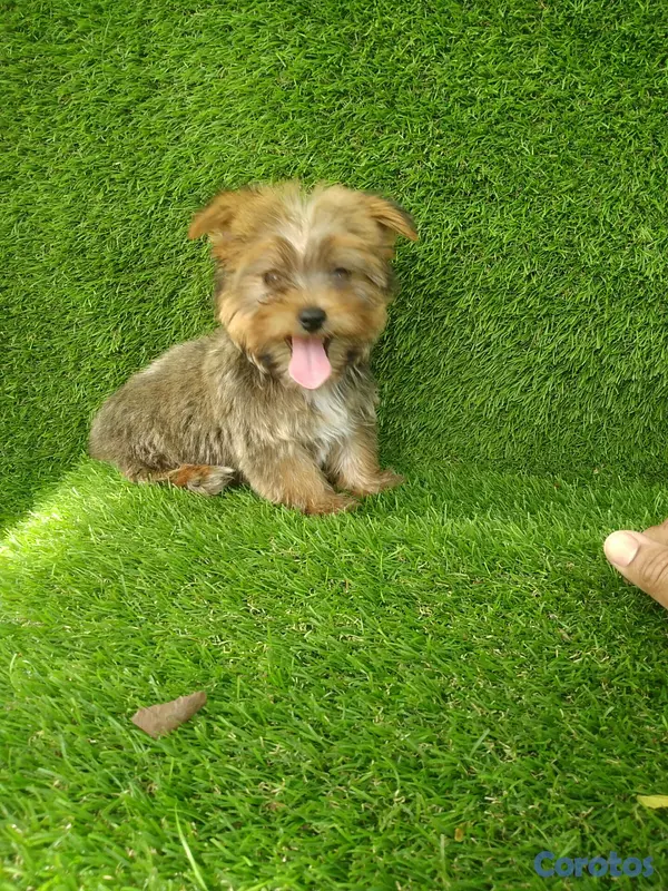 animales y mascotas - Cachorro yorkipoo macho  3
