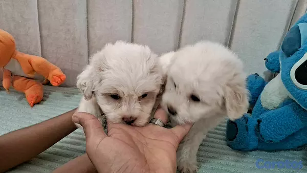 animales y mascotas - Hermosos cachorritos maltipo toy machos  2