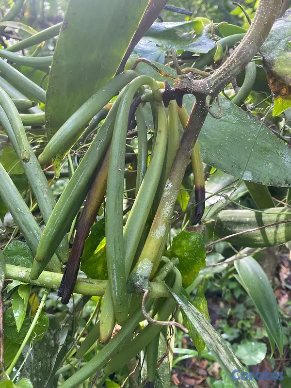 solares y terrenos - ULTIMA REBAJA en Finca de CACAO en PRODUCCION, 112 4