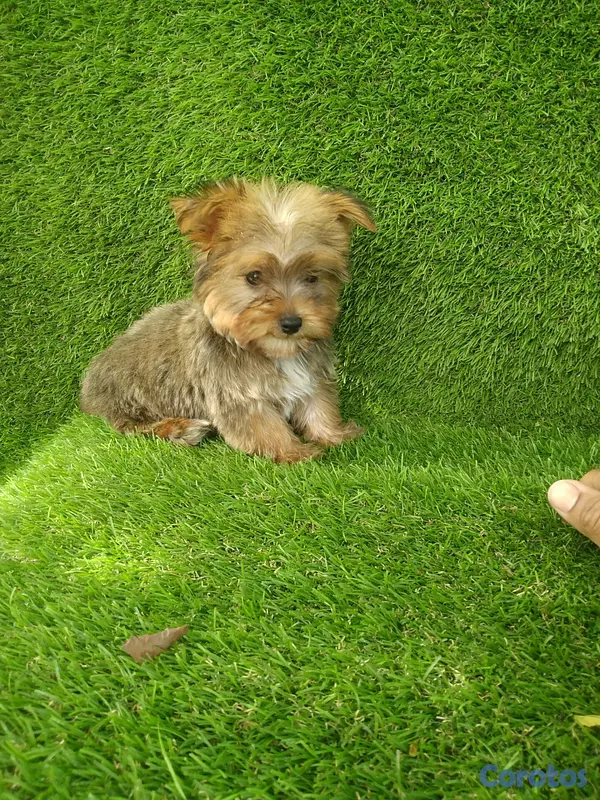 animales y mascotas - Cachorro yorkipoo macho  4