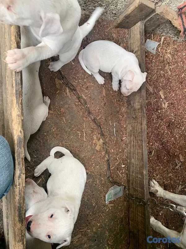 animales y mascotas - cachorros bull terrier inglés  4
