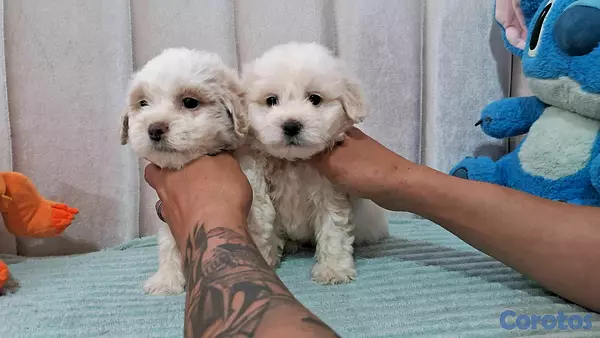 animales y mascotas - Hermosos cachorritos maltipo toy machos  3