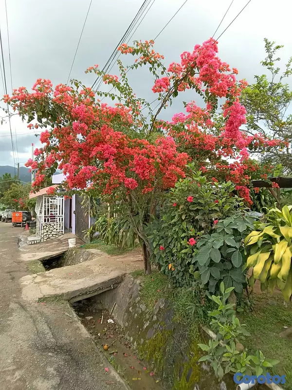 solares y terrenos - SE VENDE HERMOSA FINCA EN EL CACAO de San Cristoba 14