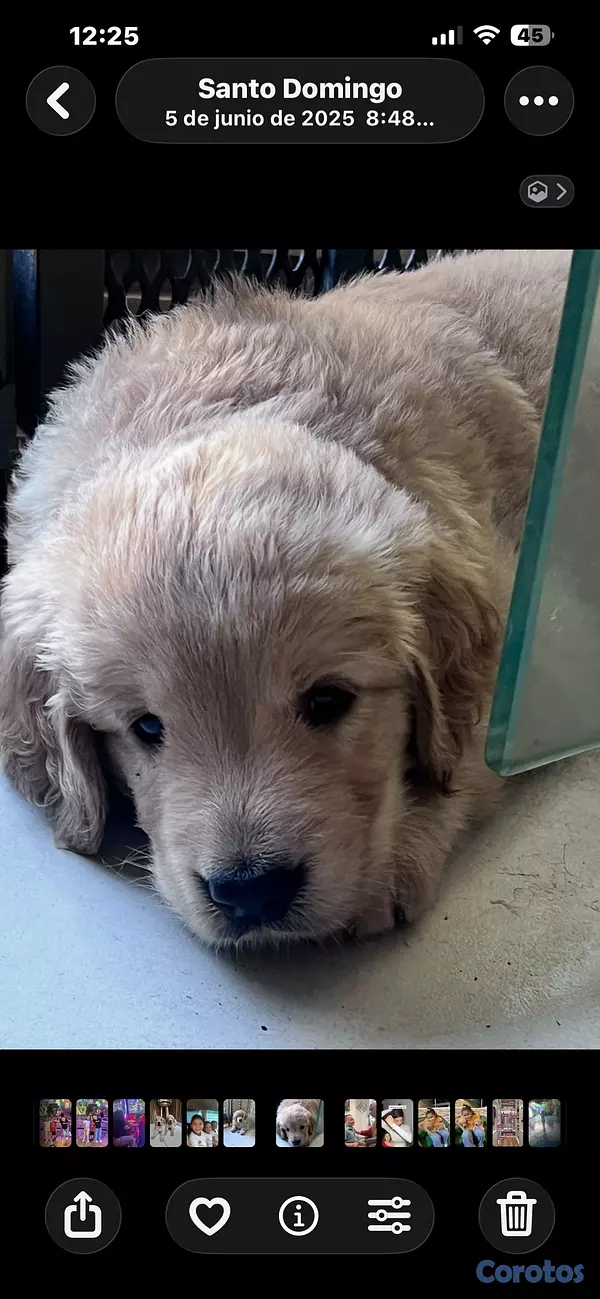 animales y mascotas - Golden Retriever, el perro preferido de todos  2