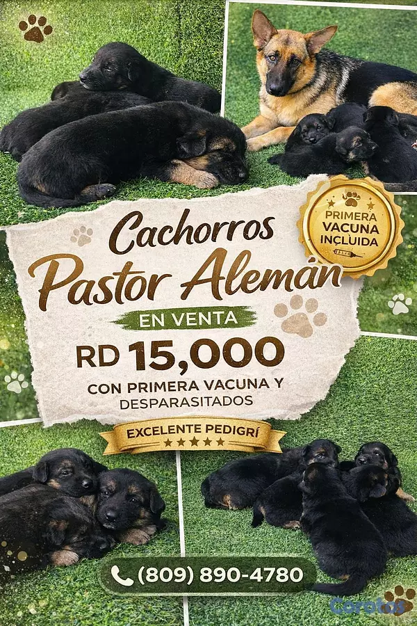 animales y mascotas - CACHORRO PASTOR ALEMAN, 4 MESES, VACUNADO Y DEPARA 3