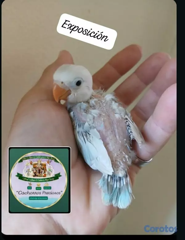 animales y mascotas - Aves Papilleras Mansa , Domesticada, para tener có 8