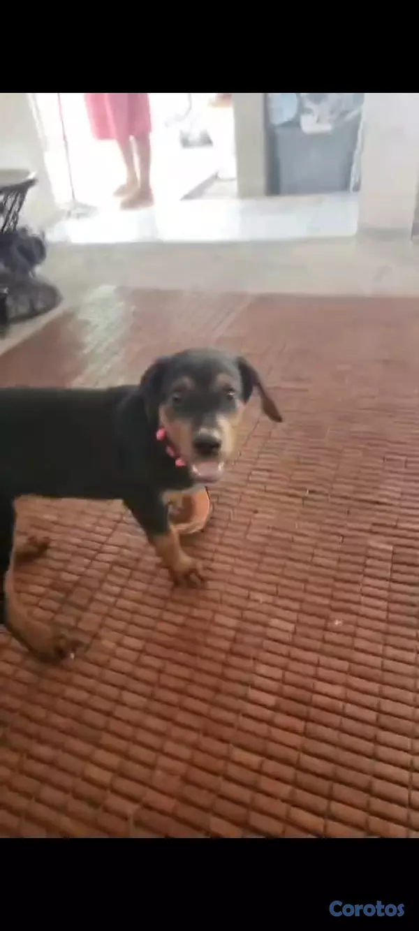 animales y mascotas - Rotwileer de 3 meses vacunada 2