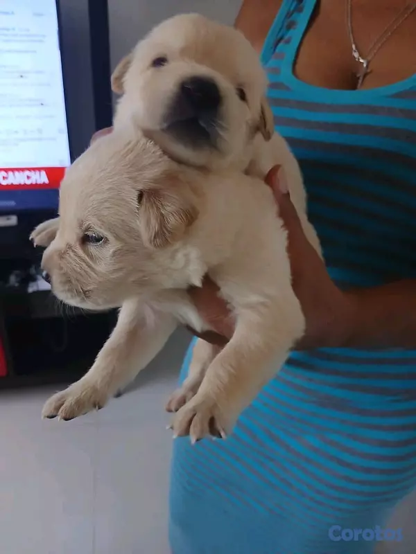 animales y mascotas - Golden Retriever crucé Pastor suizo hermoso traviesos y juguetones 4