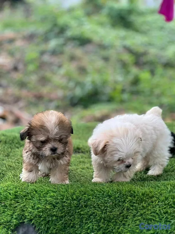 animales y mascotas - hermosos cachorritos shipoo toy  2