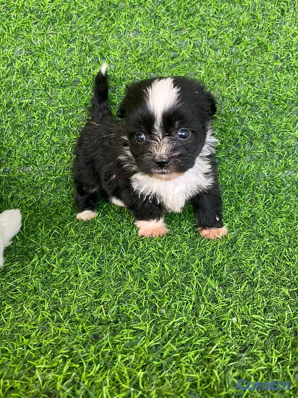animales y mascotas - hermosos cachorritos de shipoo toy  8