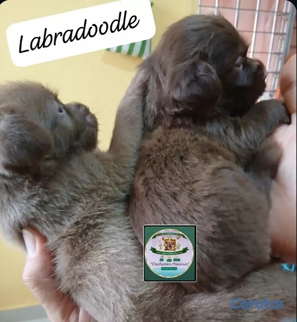 animales y mascotas - Labradoodle  5