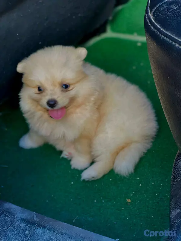 animales y mascotas - hermosos cachorritos pomeraia mini toy 7