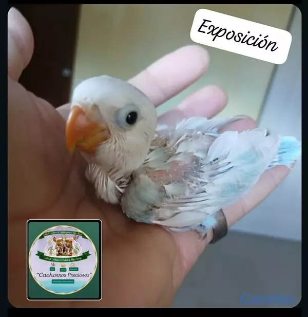 animales y mascotas - Aves Papilleras Mansa , Domesticada, para tener có 5