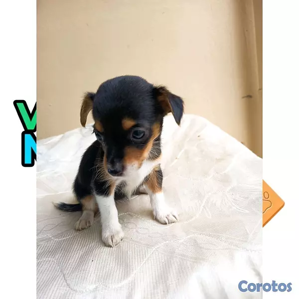 animales y mascotas - Chihuahuas Cabeza de Venado  6